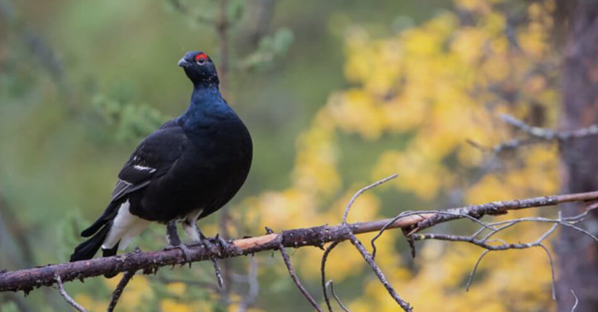 Read more about: Digitalising services and collecting reliable game data through crowdsourcing