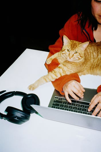Person typing on laptop with cat in their lap
