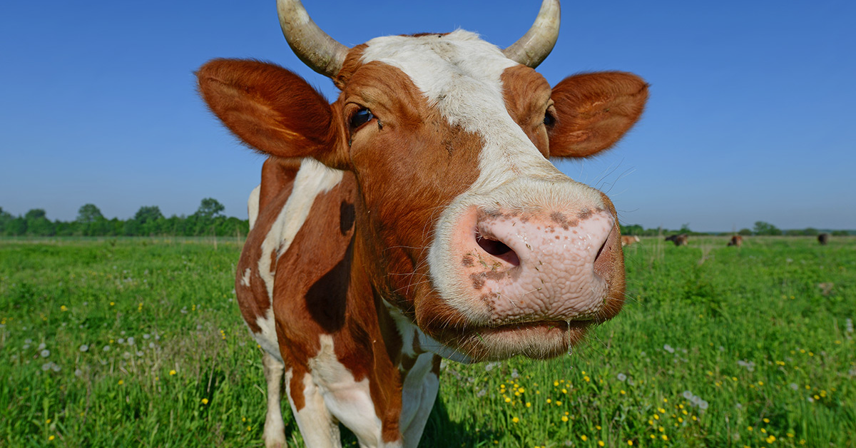 Cow in a field