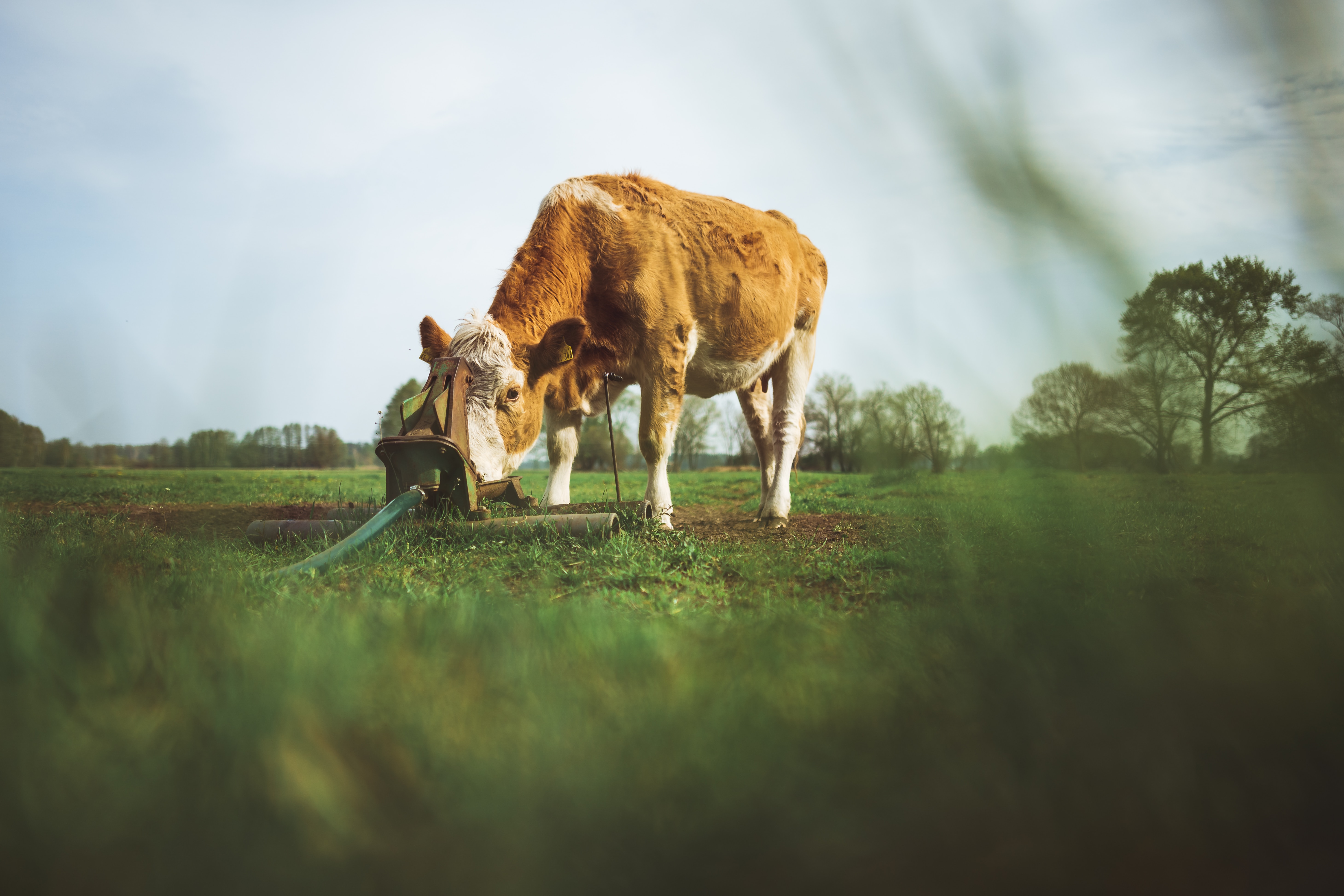 Cow eating in field