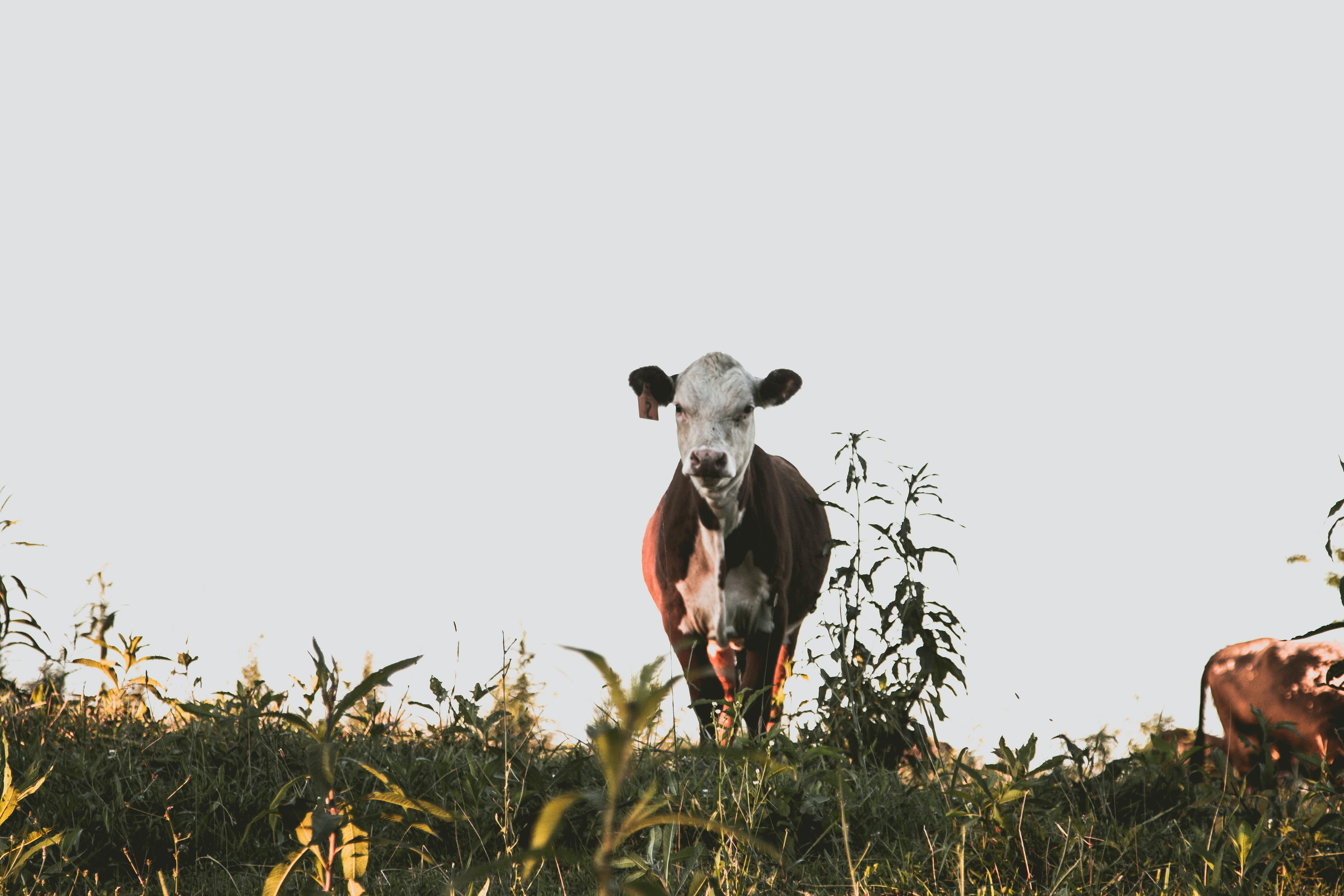 Cow in a field