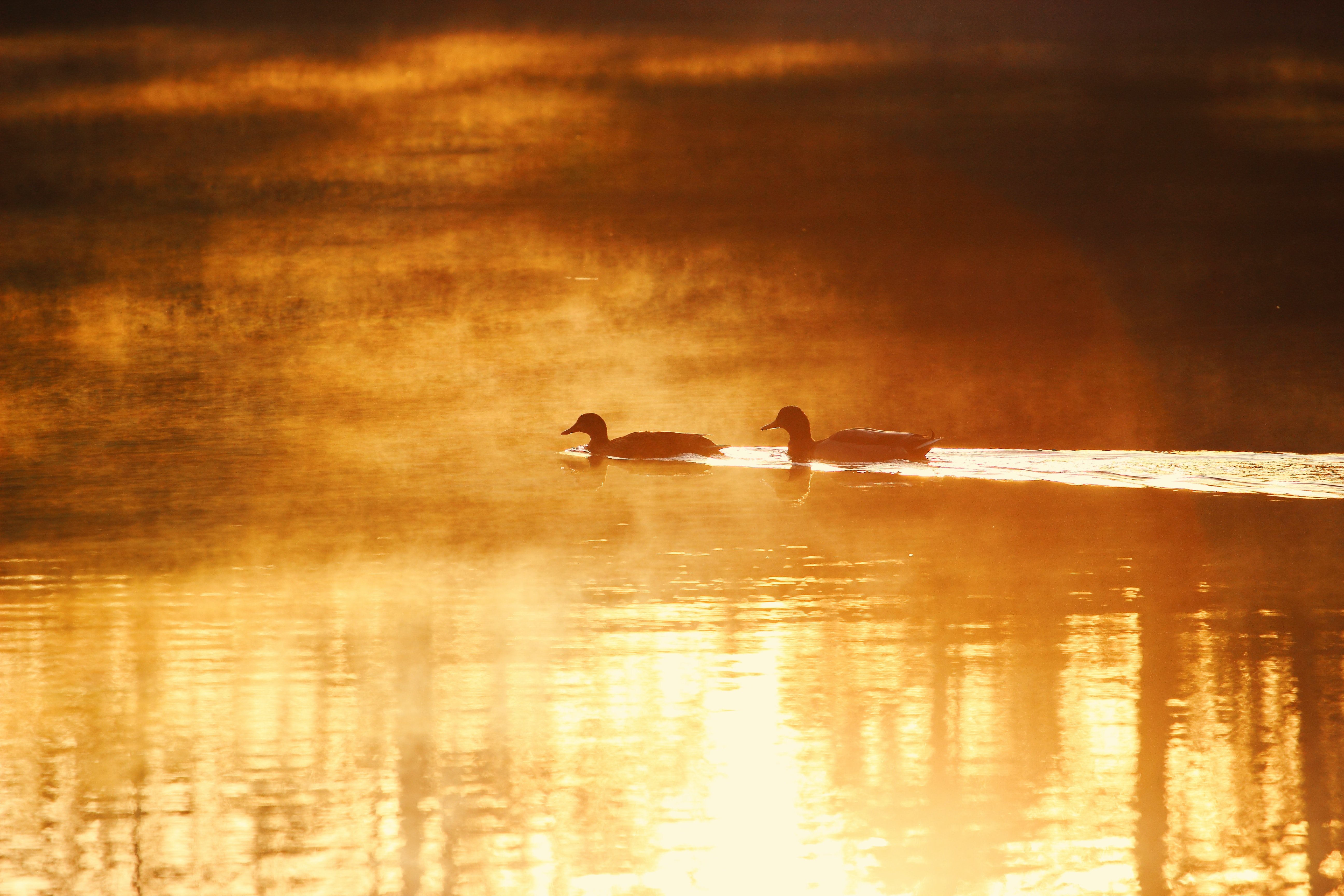 Birds swimming